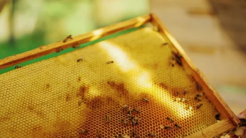 Bees crawl on a frame with honeycombs. Stock Footage 225449055