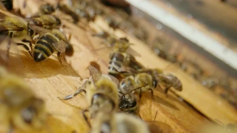Bees crawl on frames with honey in the apiary, buzz and flap their wings Stock Footage 218992951