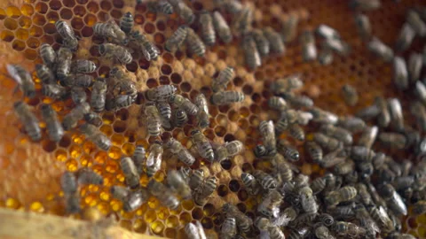 Bees crawl on the hereditary combs in close-up. Genus house of bees. The bees Vídeos de archivo 136415480