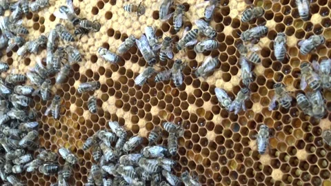 Bees crawl on the honeycomb on the frame in the hive. Close view. Stockbeeldmateriaal 201099636