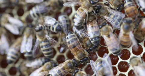 Bees crawl on honeycomb surface creating busy natural texture Video stock 317166409