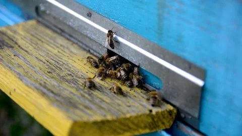 Bees crawl inside the hive along frames with honeycombs Stock Footage 144940282