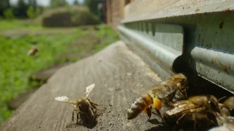 Bees crawl near the notch in the apiary, buzz and flap their wings Stock Footage 218993054