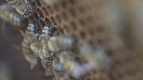 Bees crawl over honeycombs 库存影片 145712510