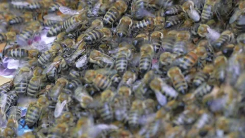 Bees crawl on top of each other Stock Footage 123571349