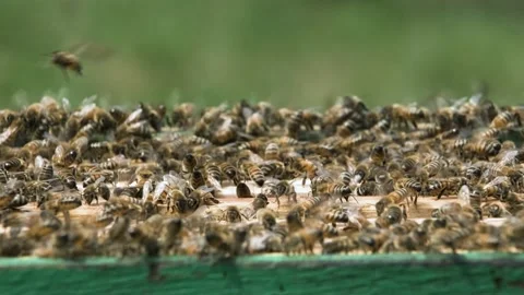 Bees crawl on top of the frames of the open hive. Stock Footage 158679596