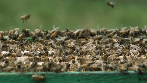 Bees crawl on top of the frames of the open hive. Stock Footage 159051970
