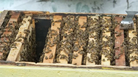Bees crawl on top of the frames of the open hive. Stock Footage 159052117