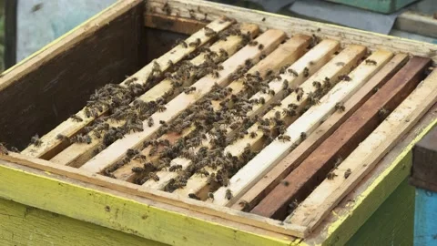 Bees crawl on top of the frames of the open hive. Stock Footage 159531898