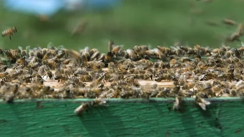 Bees crawl on top of the frames of the open hive. Stock Footage 159532523