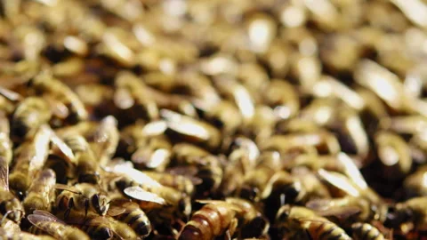 Bees crawling all over a beehive panel Stock Footage 274666046