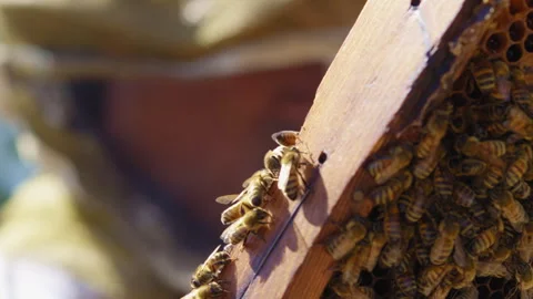 Bees crawling all over a beekeeping panel Stock Footage 274665792