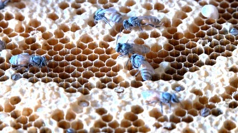 Bees crawling and hiding in hive Stock Footage 96608134