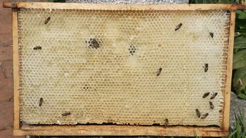 Bees crawling around honeycomb Stock Footage 182303999
