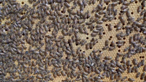 Bees crawling on a completely closed frame with brood. Close-up. Stock Footage 310437461