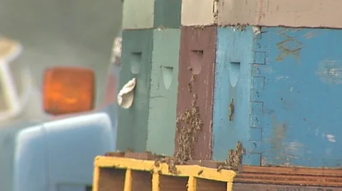 Bees Crawling on Hive Boxes Stock Footage 93032351