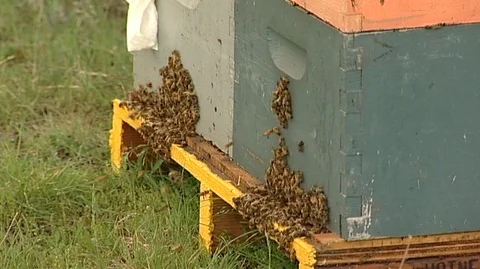 Bees Crawling on Hive Boxes Stock Footage 98261495