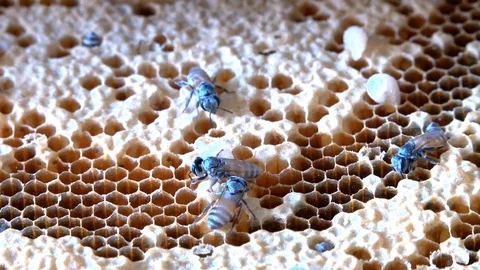 Bees crawling in hive Stock Footage 96607905