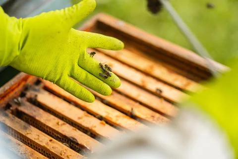 Bees Crawling over the Beekeepers Protective Glove Over the Beehive Stock Photos