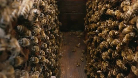 Bees crawling over the cells and waving ... | Stock Video | Pond5