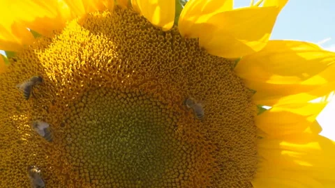Bees crawling over the sunflower. Close-up. No sound. Stock Footage 111594918