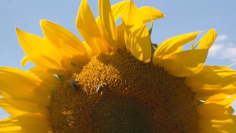 Bees crawling over the sunflower. Close-up. Against the blue sky. Stock Footage 111595339