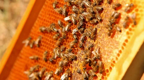 Bees crawling on the wall Stock Footage 1392025