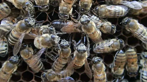 Bees crowd around the queen bee Stock Footage 221415161