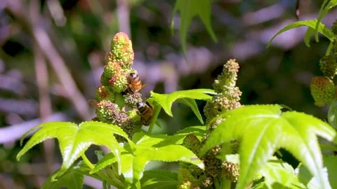Bees crowding around Plane Tree blossoms in search of pollen Video stock 169062053