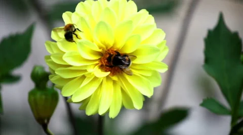 Bees on dahlia flower close up Stock Footage 60244299