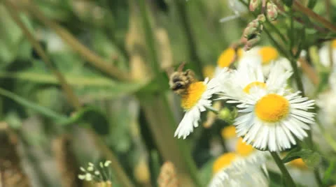 Bees on daisies close up outdoor Stockbeeldmateriaal 24776498