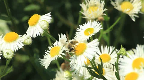 Bees on daisies close up outdoor 库存影片 24776537