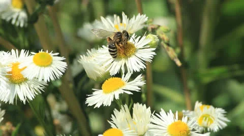 Bees on daisies close up outdoor Vídeo Stock 24776568