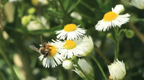 Bees on daisies close up outdoor Stockbeeldmateriaal 24776650