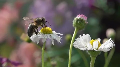 Bees on Daisy Flowers Stock Footage 143803516