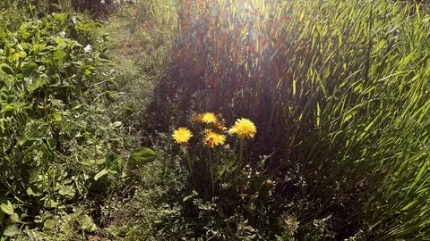 Bees On Dandelions Stockbeeldmateriaal 108939931