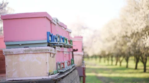 Bees departing and returning to pink beehives in a blooming almond orchard for Video stock 337779391