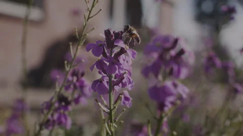 Bee's departure from flower Stock Footage 262574937