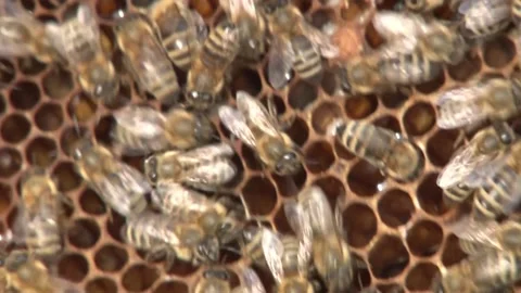The bees deposit the pollen on the frame Stock Footage 141976484