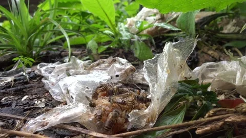 Bees on Discarded Plastic with waste of palm sugar on it in Nature Stock Footage 297197383