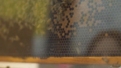 Bees on display up close Stockbeeldmateriaal 77068143