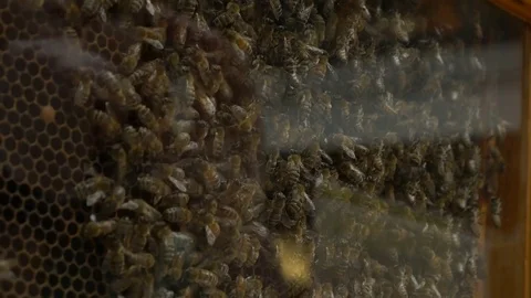 Bees on display in an observation hive Stockbeeldmateriaal 77067048