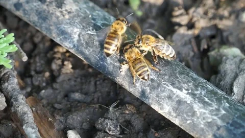 Bees drink water from a drip irrigation pipe during intense heat. Stock Footage 102091244