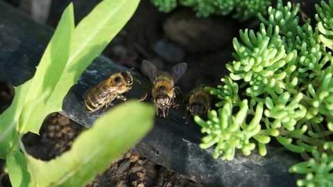 Bees drink water from a drip irrigation pipe during intense heat. Video stock 102091246