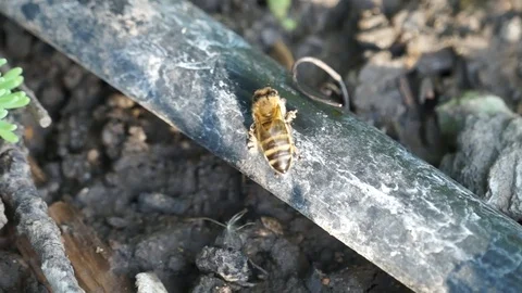 Bees drink water from a drip irrigation pipe during intense heat. Stock Footage 102091248