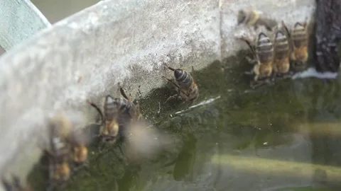 Bees drink water Stock Footage 74368190