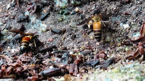 Bees Drink Water Stock Footage 276170882