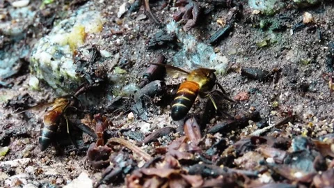 Bees Drink Water Stock Footage 276170946