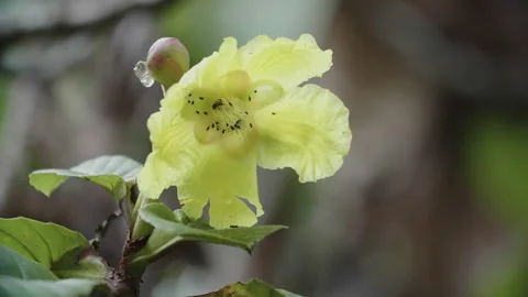 Bees Drinking Nectar of Bornean Flower Stock Footage 144517852