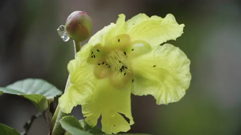 Bees Drinking Nectar of Bornean Flower Stock Footage 144519636